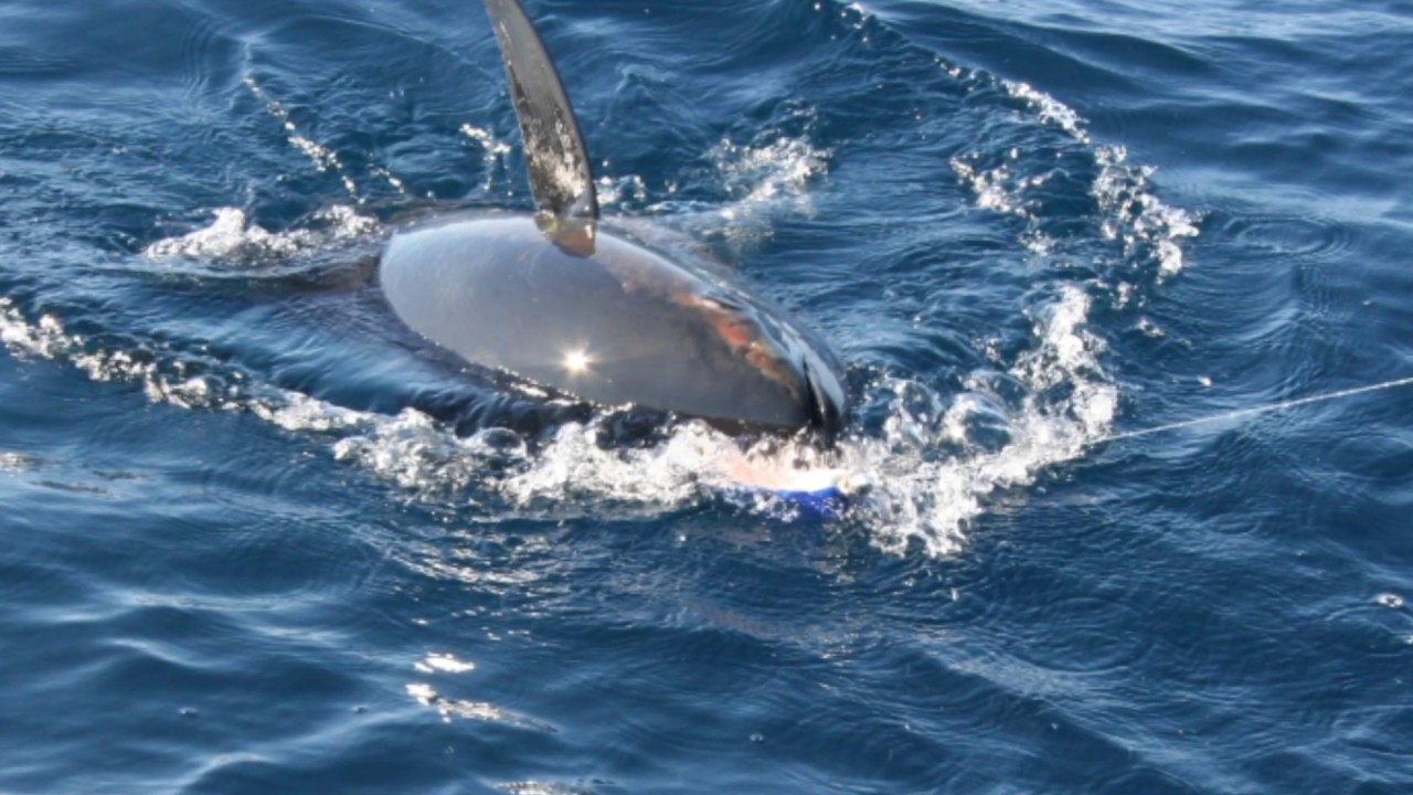Top Lures To Use When Offshore Fishing For Tuna Trolling