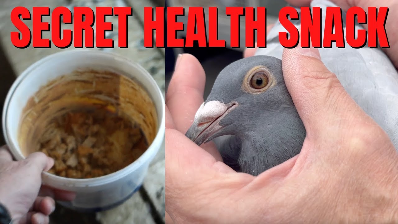 HOW TO IMPROVE Racing Pigeons HEALTH (TIPS & TRICKS)