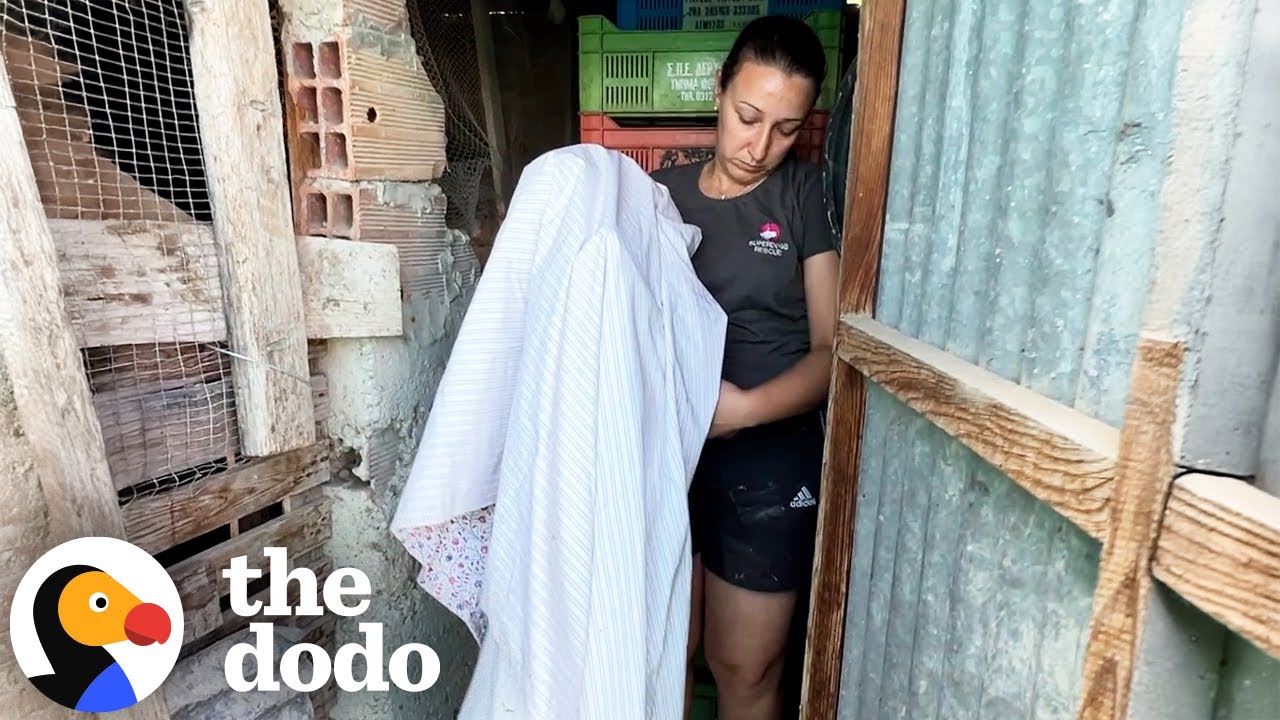 Woman Uses A Sheet To Rescue Two Terrified Dogs From Chicken Coup | The Dodo