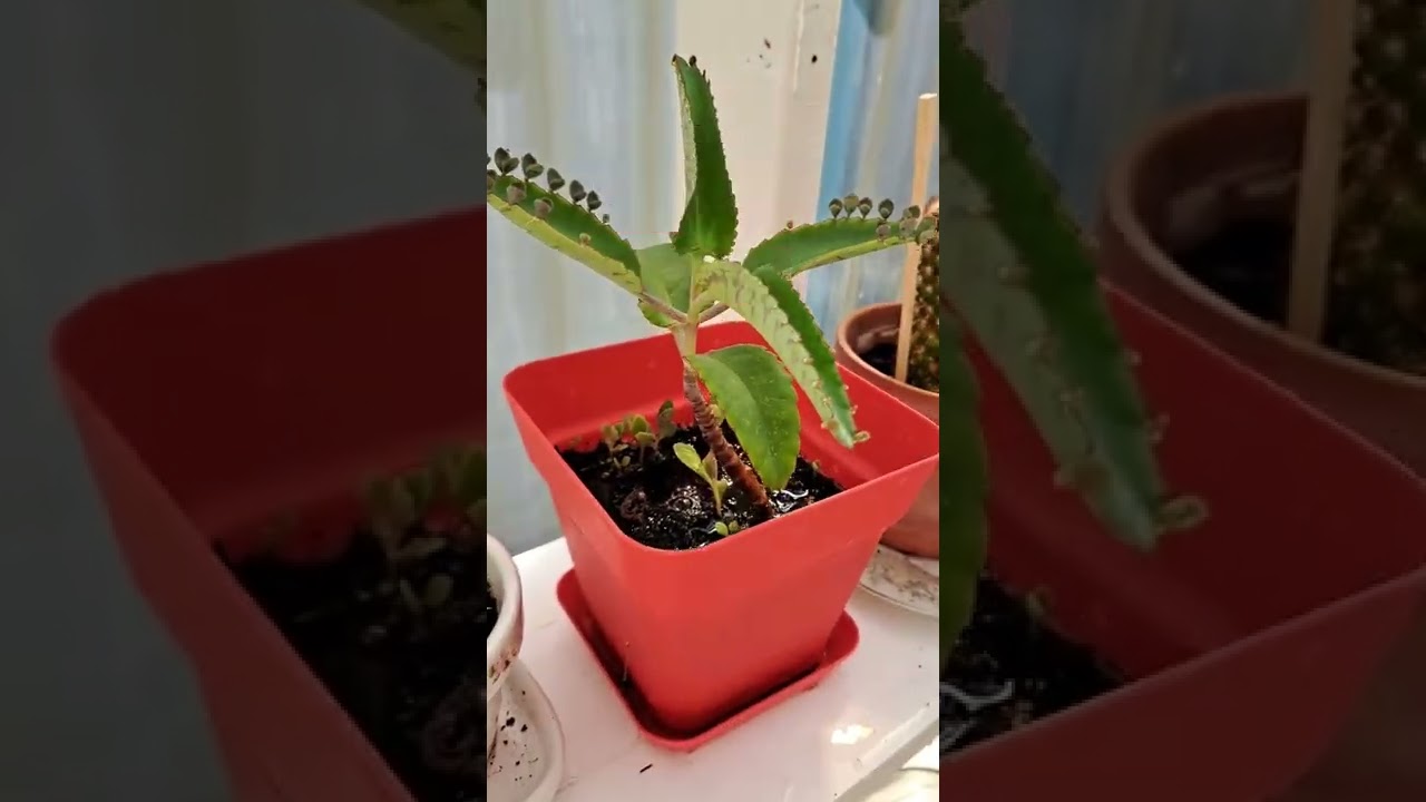 Easily the best beginner house plant