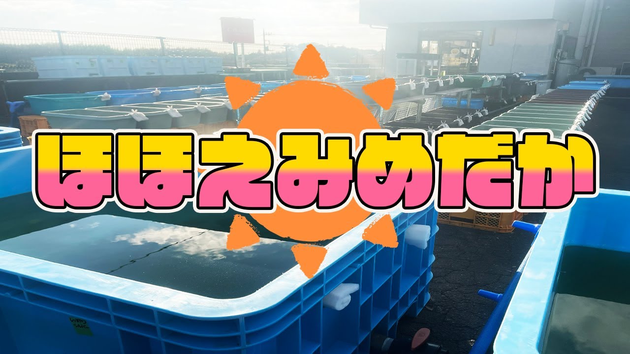 え？超人気種のこのメダカがこの値段で良いの？噂の激安メダカ屋さんいに行ってみたら価格がバグってた・・これはやばい💦