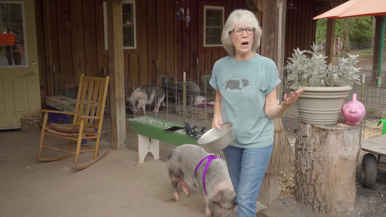Harness training your pig