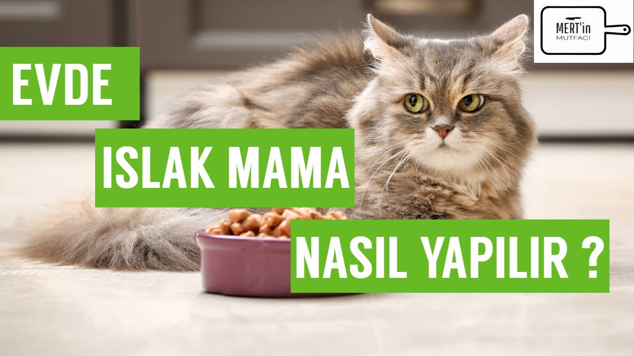 Evde Islak Mama Yapımı I Kedi ve K&ouml;pekler i&ccedil;in Yaş Mama Tarifi I Yaş Mama Tarifi 🐱🐶🐈🐕