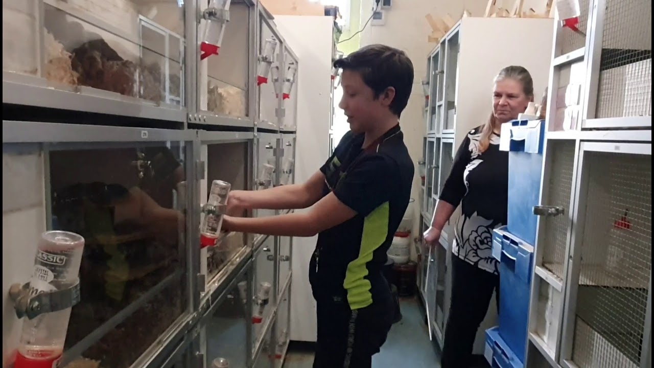 Nieuwe jonge syrische hamsters binnen!