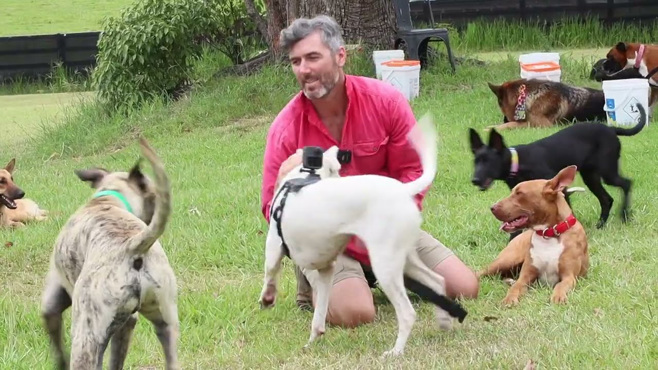 Would You Play With This Big Mastiff X?