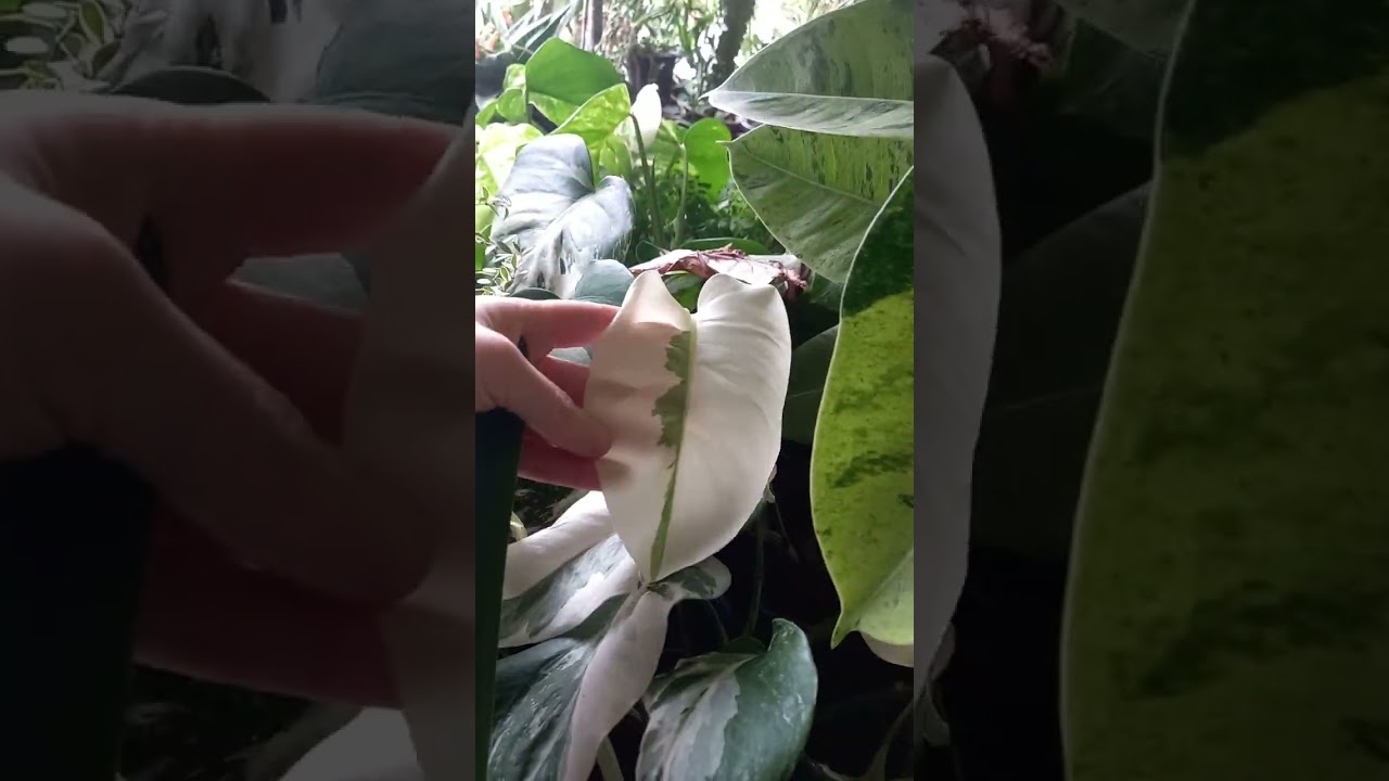 Мои комнатные растения 