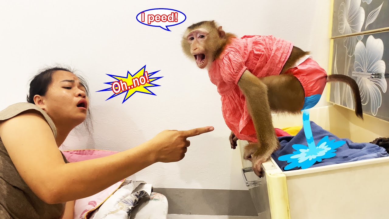 Monkey Lyly slept soundly and peed in her mother's wardrobe, which she couldn't believe.