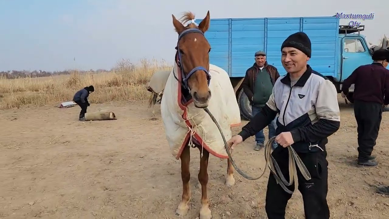 Turtkul Rayoni Miskin At chapar.05.01.2025