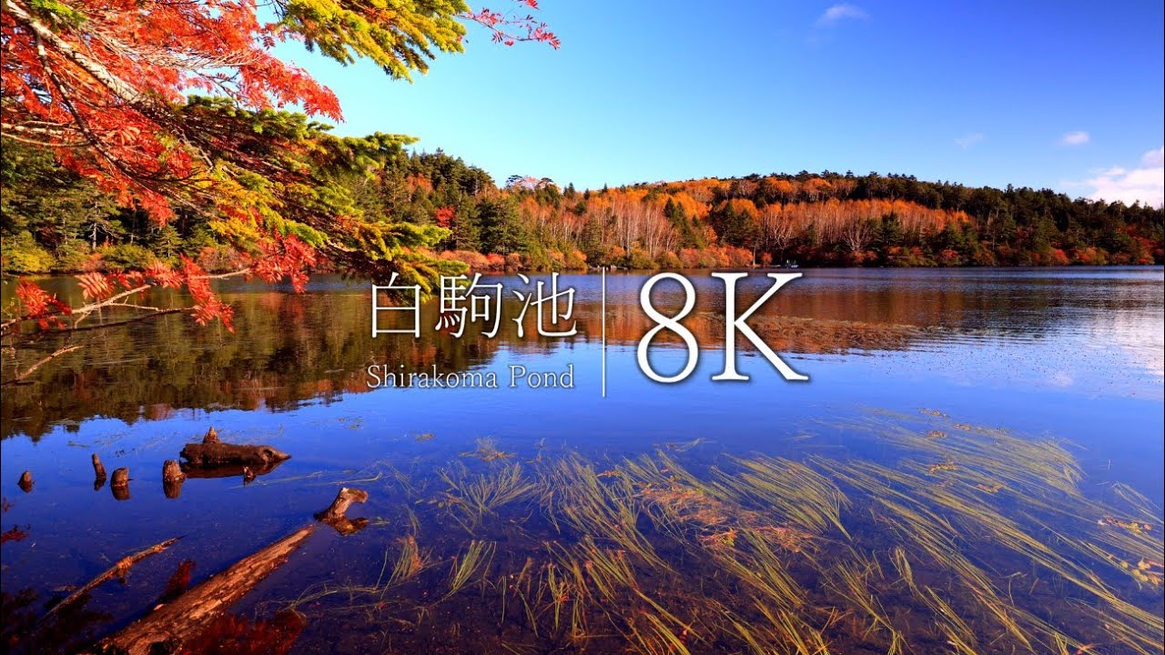 【長野の紅葉名所】白駒池ともののけの森を訪ねて - Japan in 8K