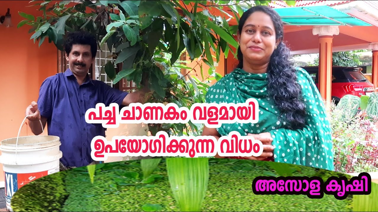 ചെടികൾക്ക് പച്ച ചാണകം ഉപയോഗിക്കുന്ന വിധം How to Use the Cow Dung Fertilizer for Plants