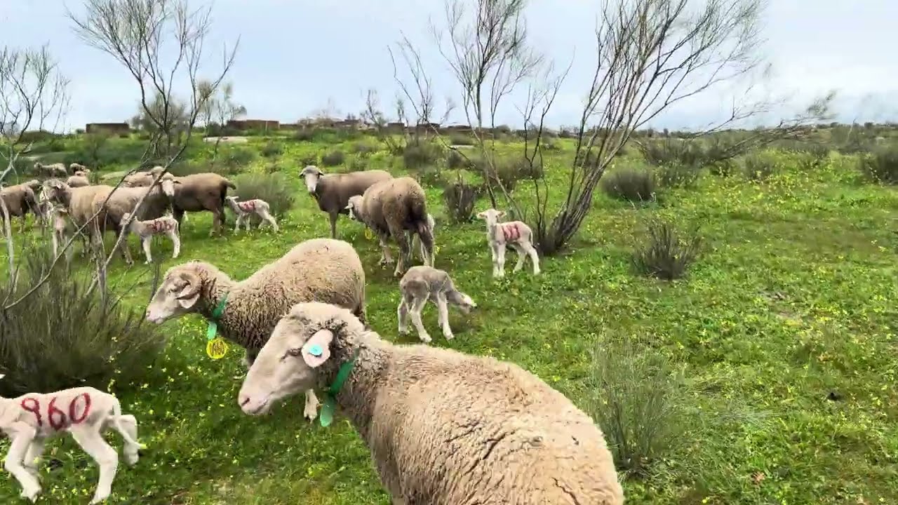De esta forma las ovejas con 3 horas están comidas…que buen invierno!!