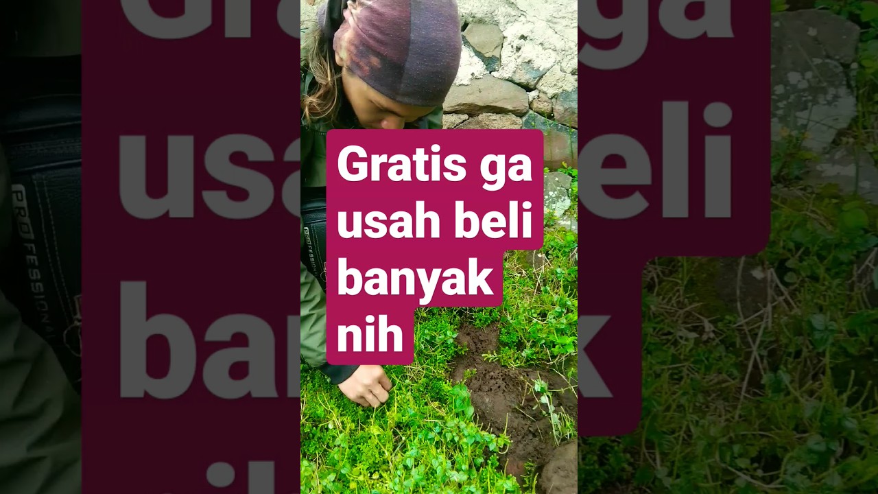 tanaman air #aquascape#shortsvideo