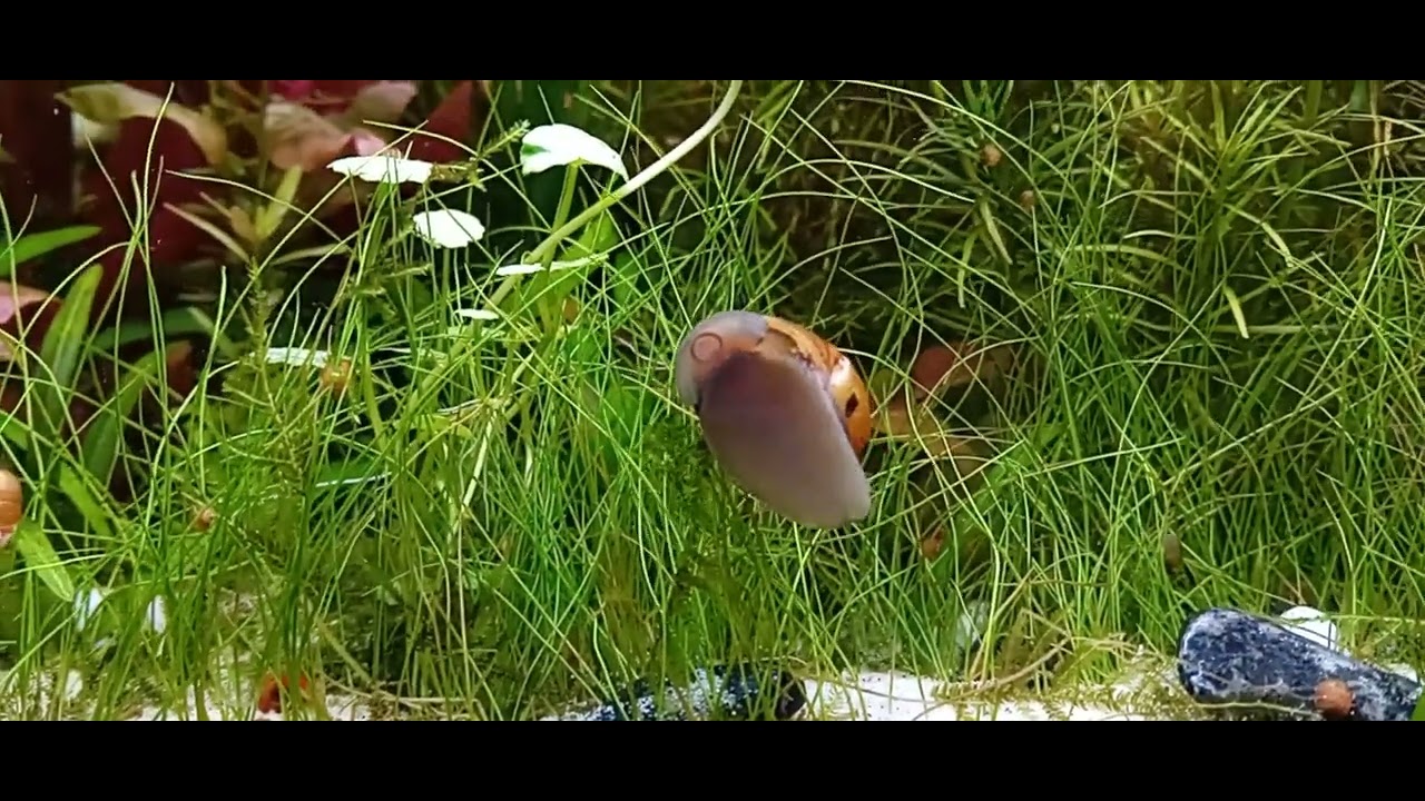 My big neritina snail !