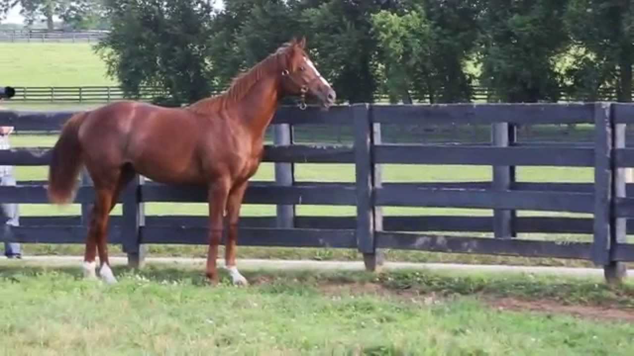 Ziconic: Yearling Prep