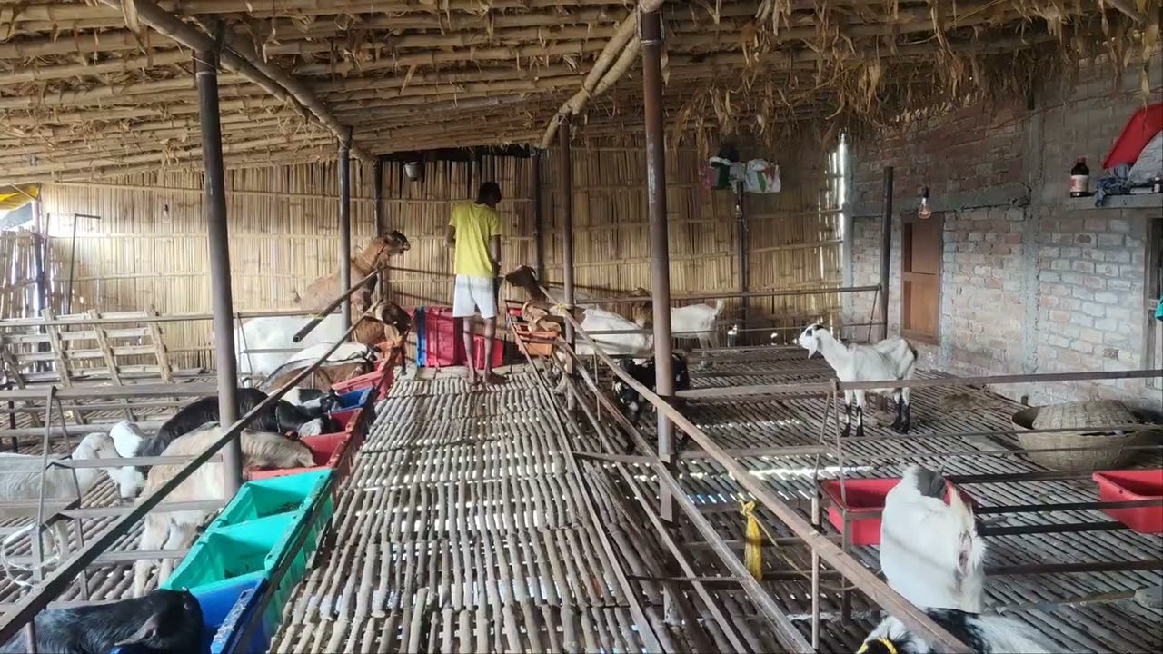 बकरी फार्म के अंदर में चारा डालने का तरीका चलिए हम लोग जानते हैं और हमारे चैनल को सब्सक्राइब करे 🙏🐐