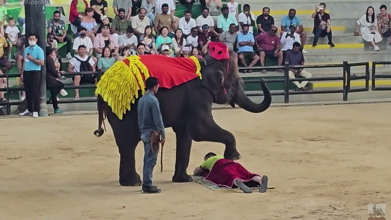 Elephant Show, Pattaya