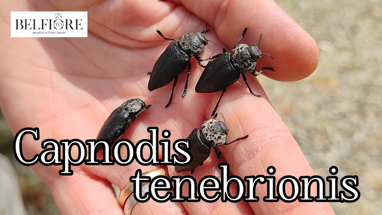 Parassiti del frutteto: il Capnode (Capnodis tenebrionis)