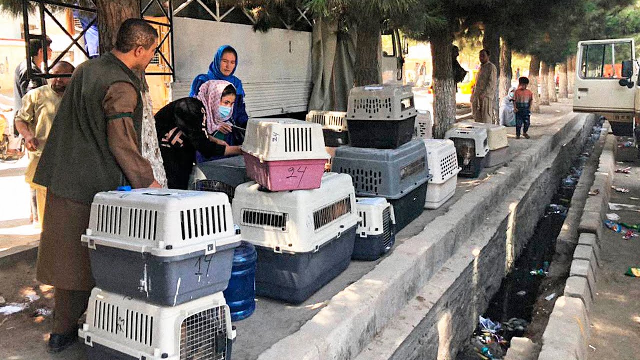Pen Farthing and his rescue dogs BLOCKED from Kabul airport by Taliban