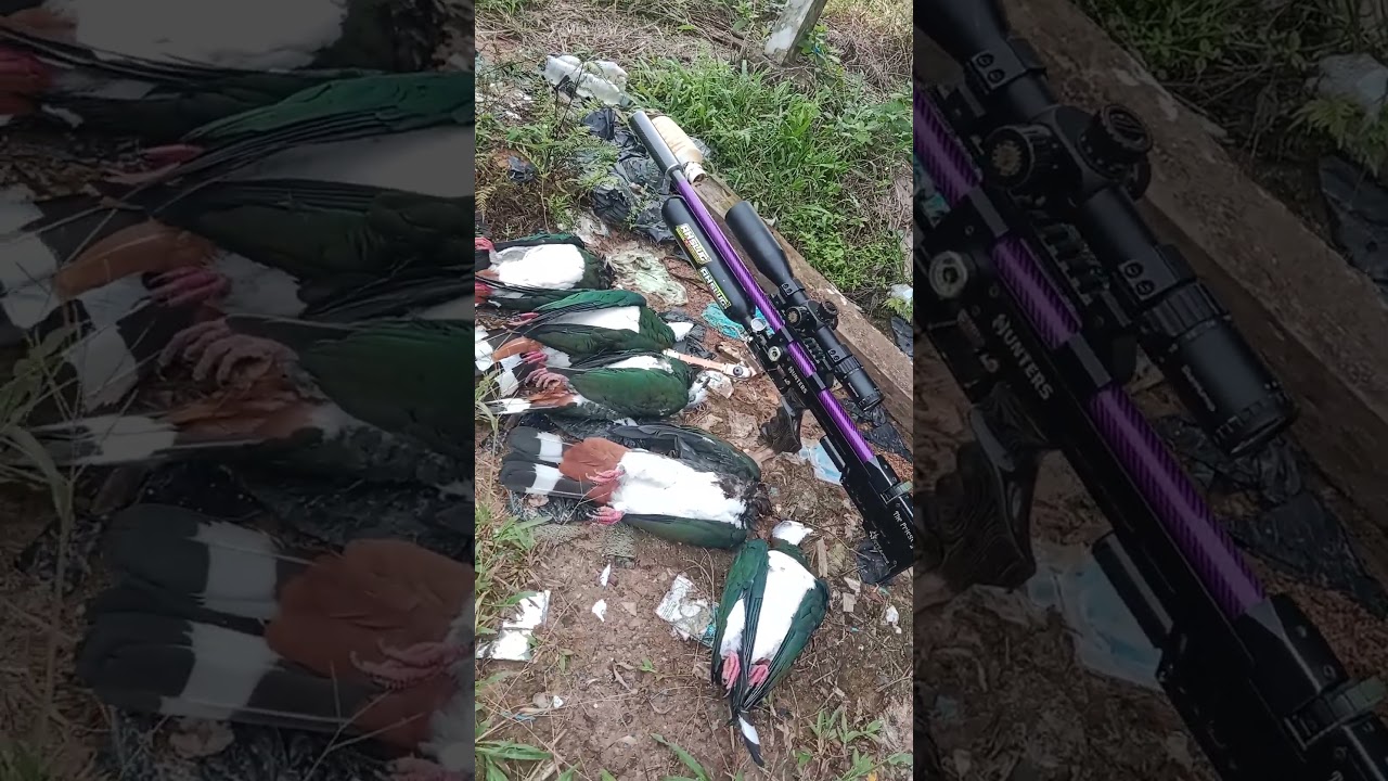 spot baru pergam jumbo