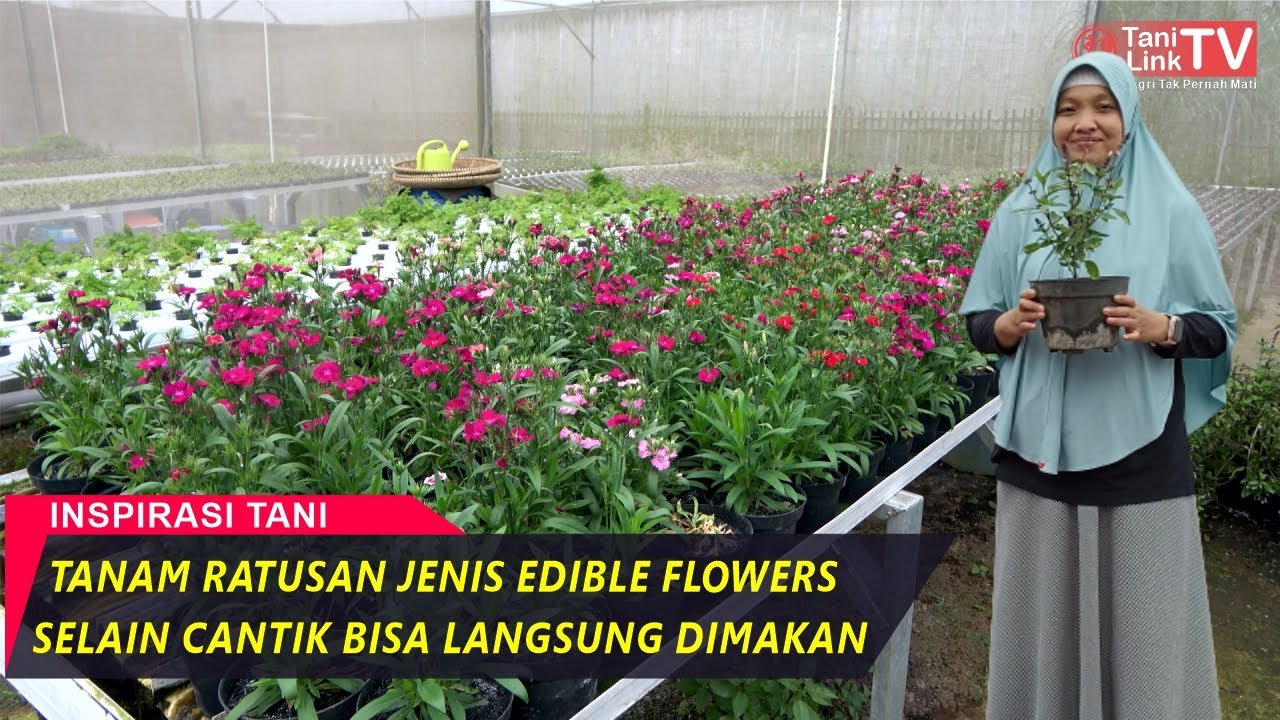 Sarjana Elektro Sukses Jadi Petani Edible Flowers, Tanaman Bunga yang Bisa Langsung Dimakan