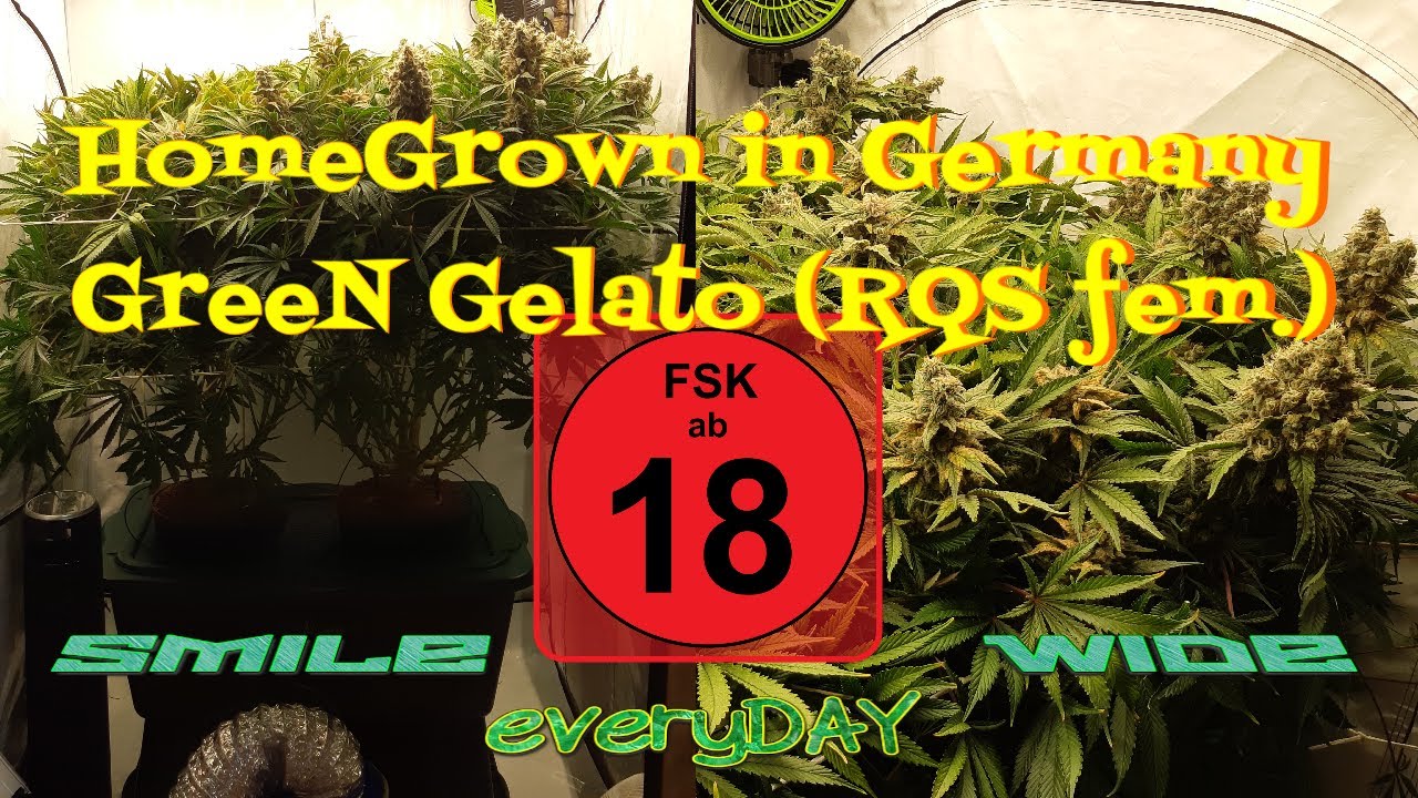 Green Gelato (RQS feminisiert) Eigenanbau auf 1,44m&sup2;