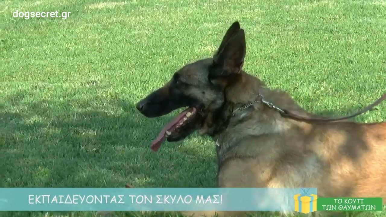 ΕΚΠΑΙΔΕΥΣΗ ΣΚΥΛΟΥ & PET SHOP από την DOG SECRET & τον Γιάννη Ψαρόπουλο