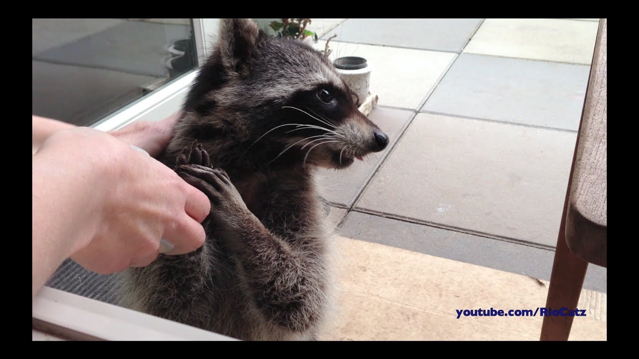 Fred the Friendly Raccoon - Part 4