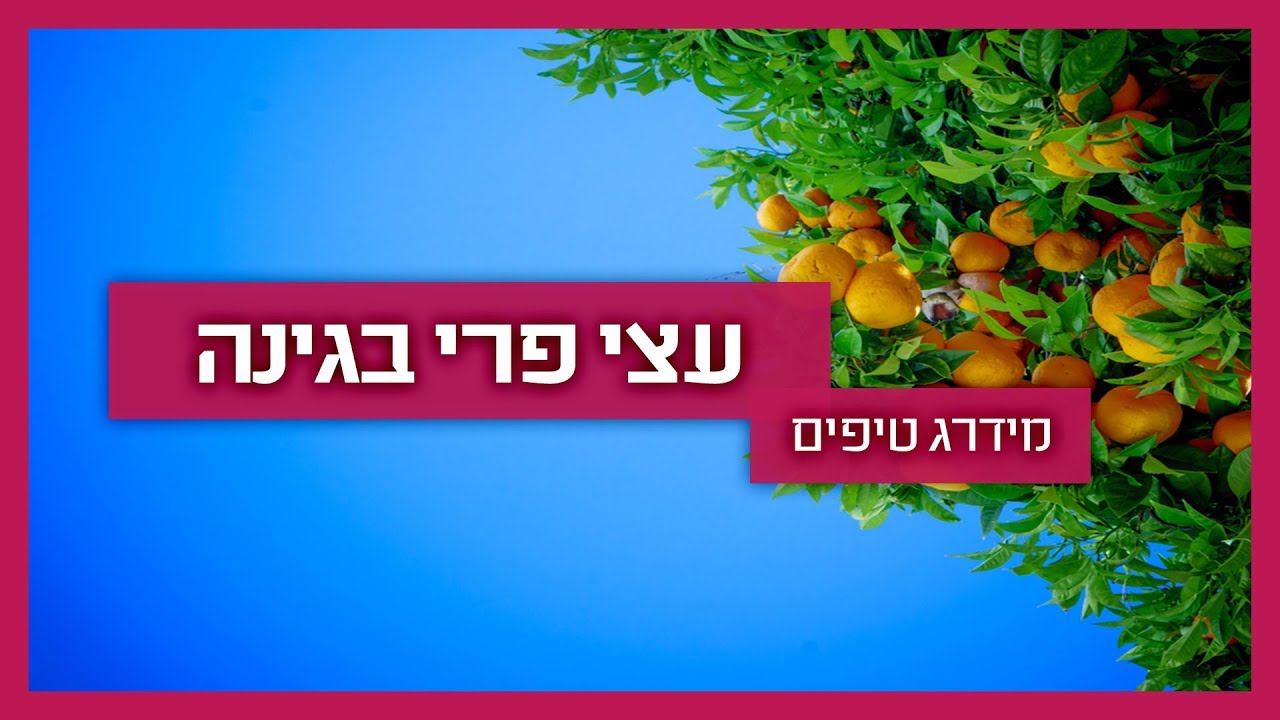 עצי פרי בגינה - גנן מסביר איך להתאים עצי פרי לגינה