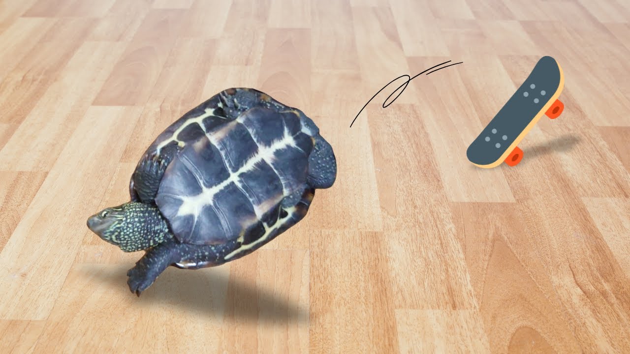 スケボー亀の大失敗！？ハプニング集【Skateboarding turtle's big mistake!? Check out the collection of happenings】