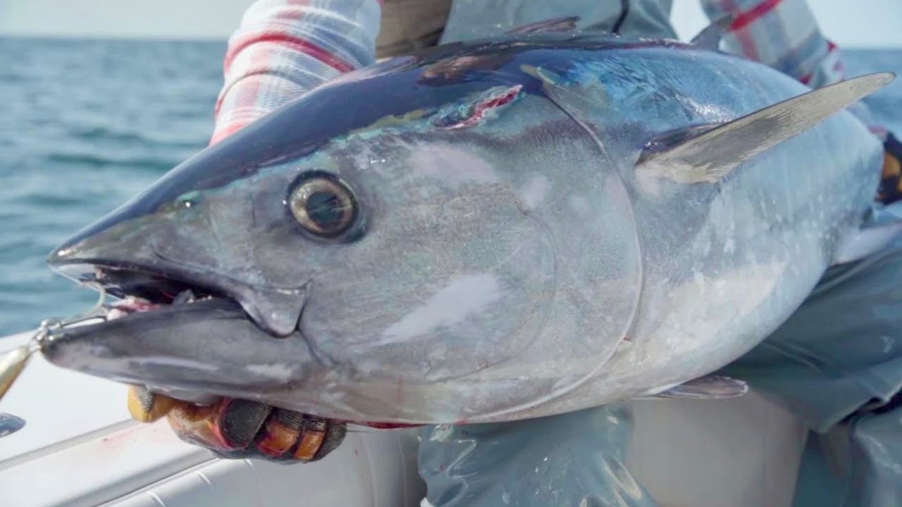 Topwater Casting for Bluefin Tuna | East of Chatham | Salty Cape TV: S2023, E4
