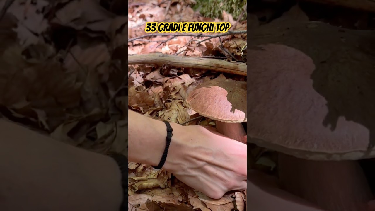 Funghi porcini aggambati come non mai Estatini boletus aestivalis ai faggi #mushroom #fungo porcini