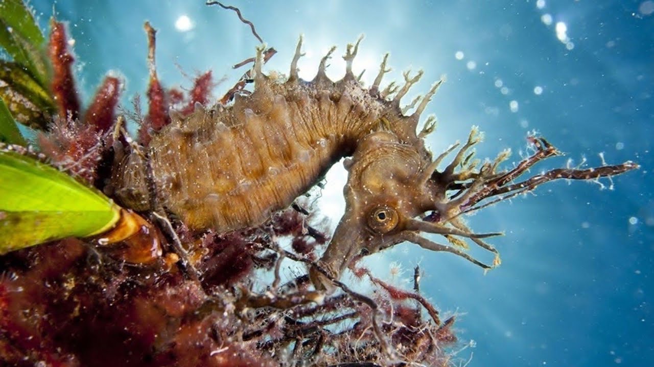 Five Facts About Seahorses | is the slowest fish in the world... | The seahorse has a head that ...