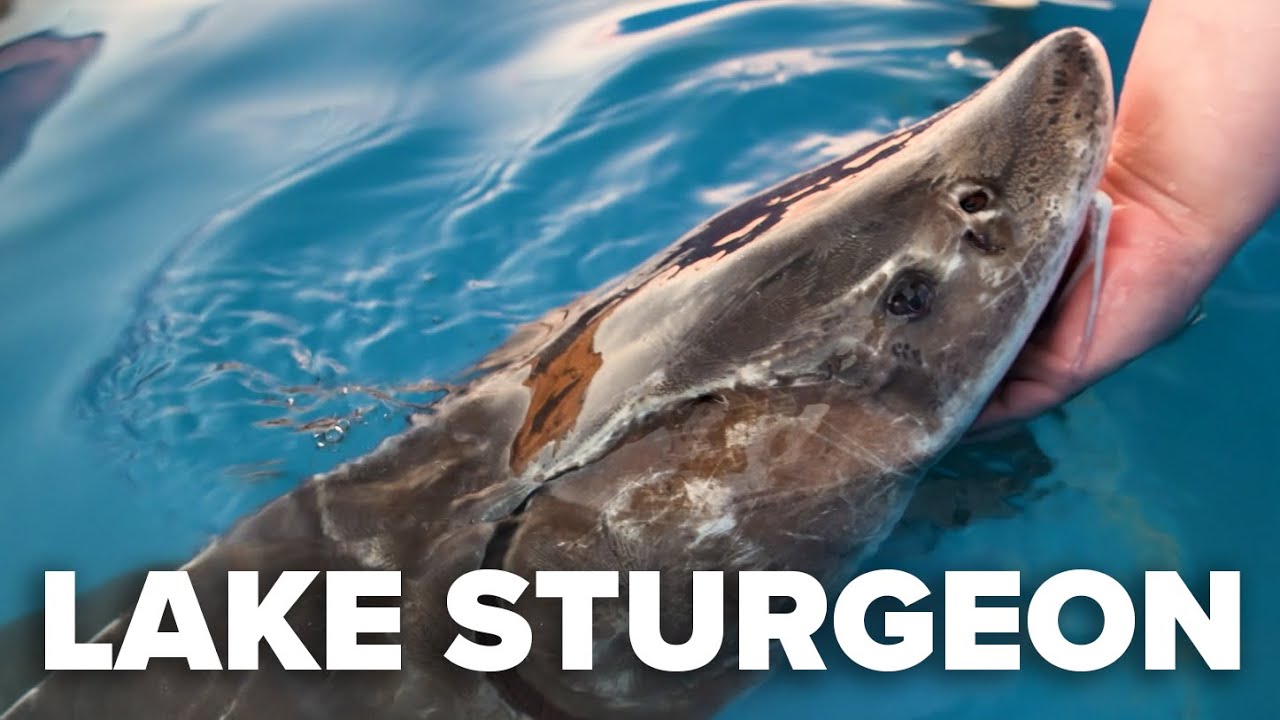 Lake Sturgeon - Saving a Great Lakes Dinosaur