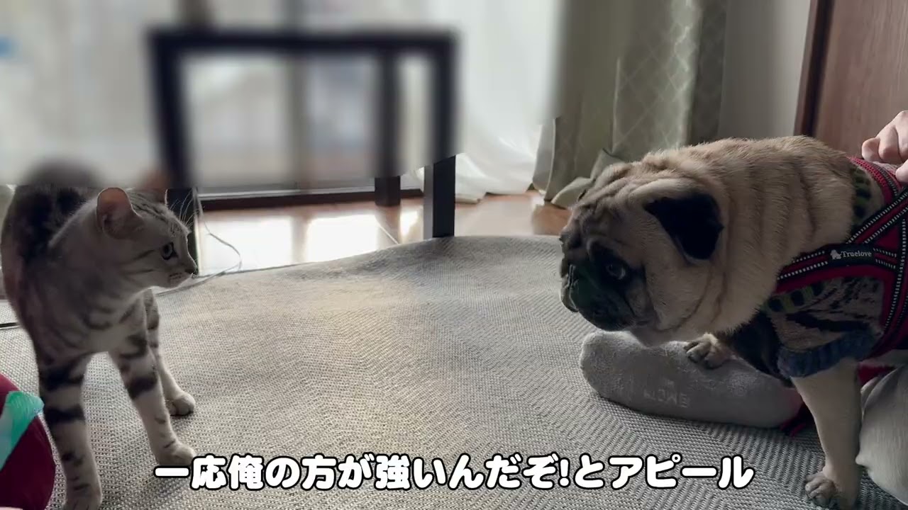 子猫２匹が13kgの存在感バツグンのパグ(犬)に初対面した結果・・・まさかの展開に！！！！