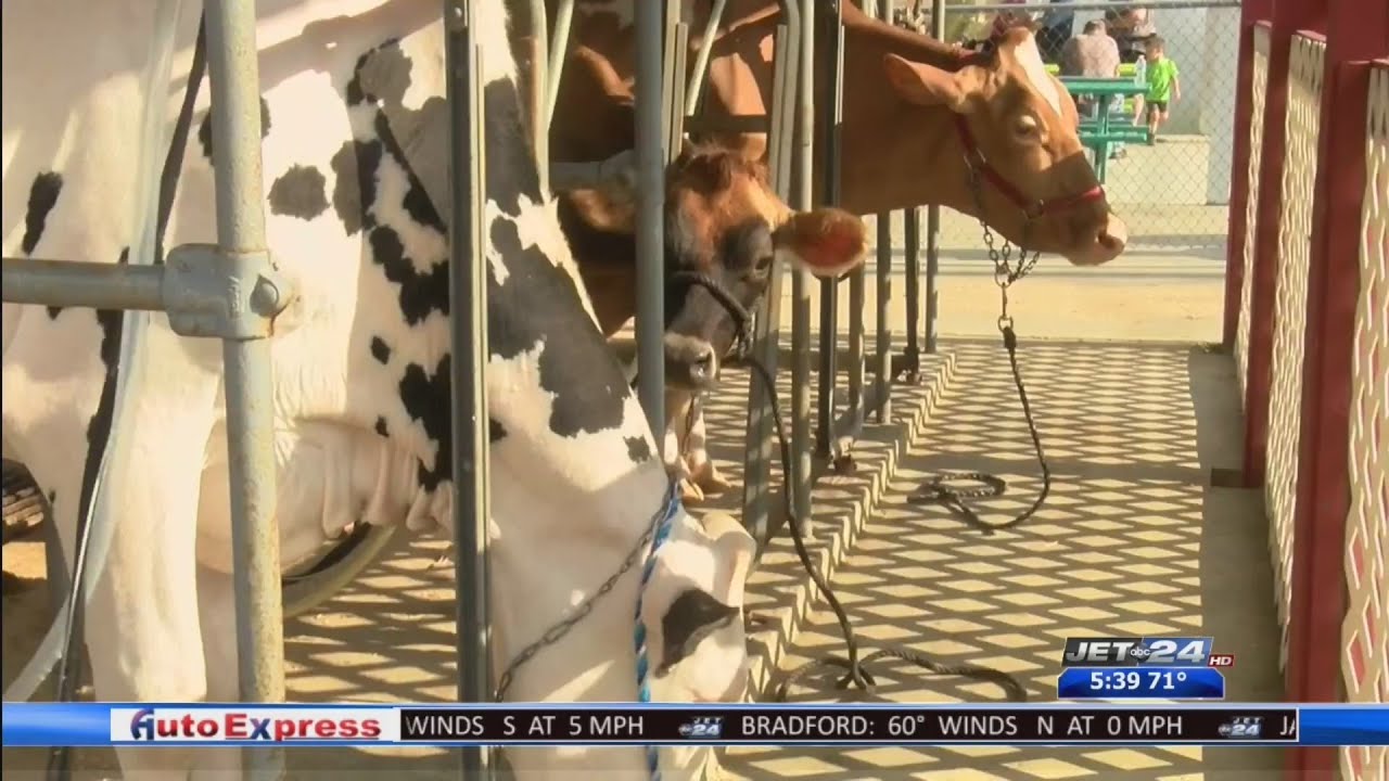 Warren County Fair in full swing