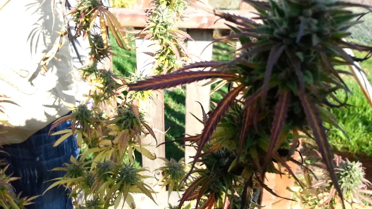 #1Gsc Cookies Marijuana Strain Real or Fake ?