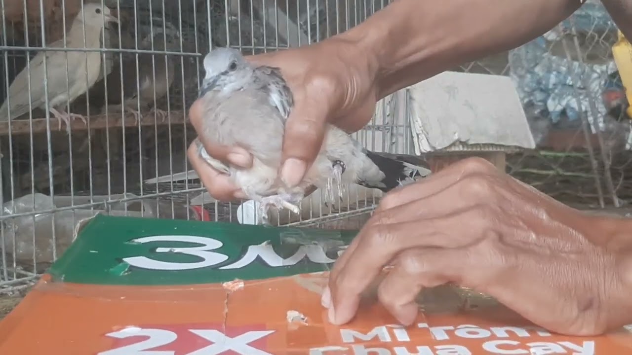 Bắt chim gửi anh khách lần 2 có xuất xứ nguồn gốc chim