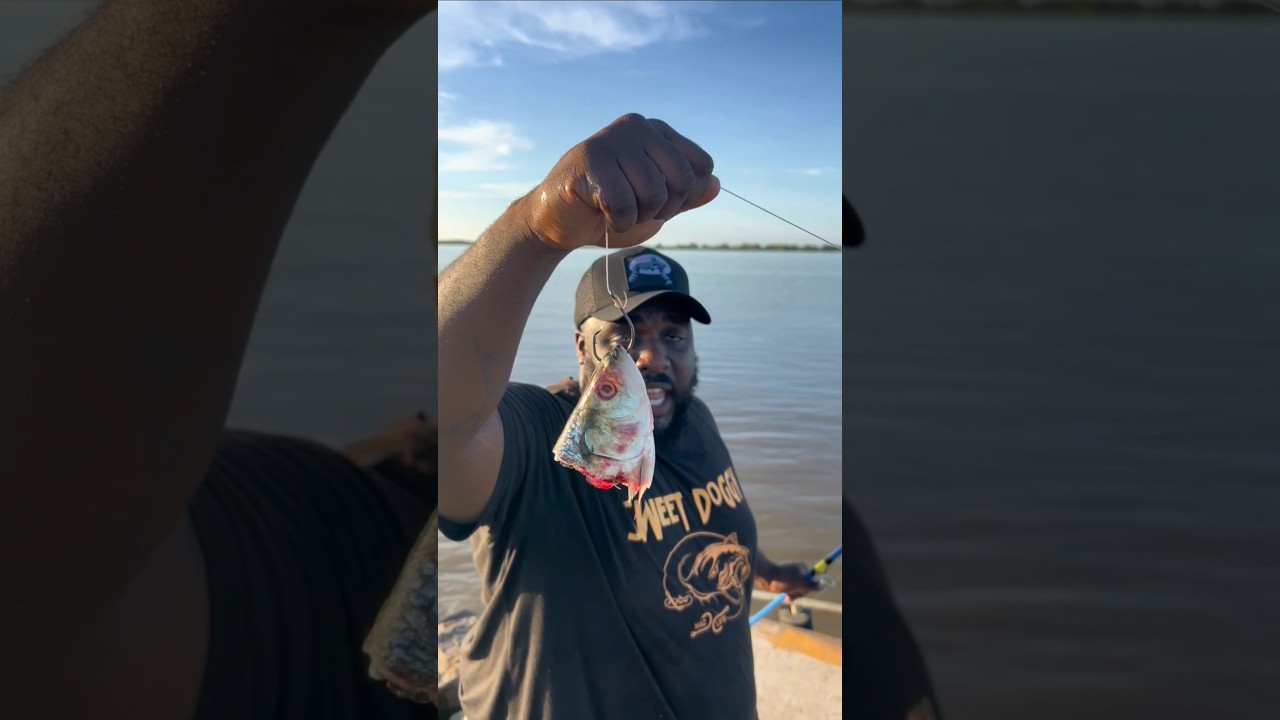 Big Catfish on the Mississippi River