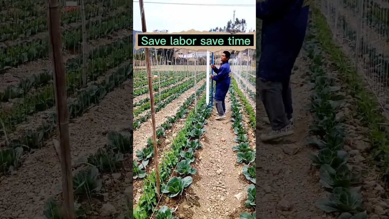 Easy Set Up Vegetables Climbing Net #satisfying #short