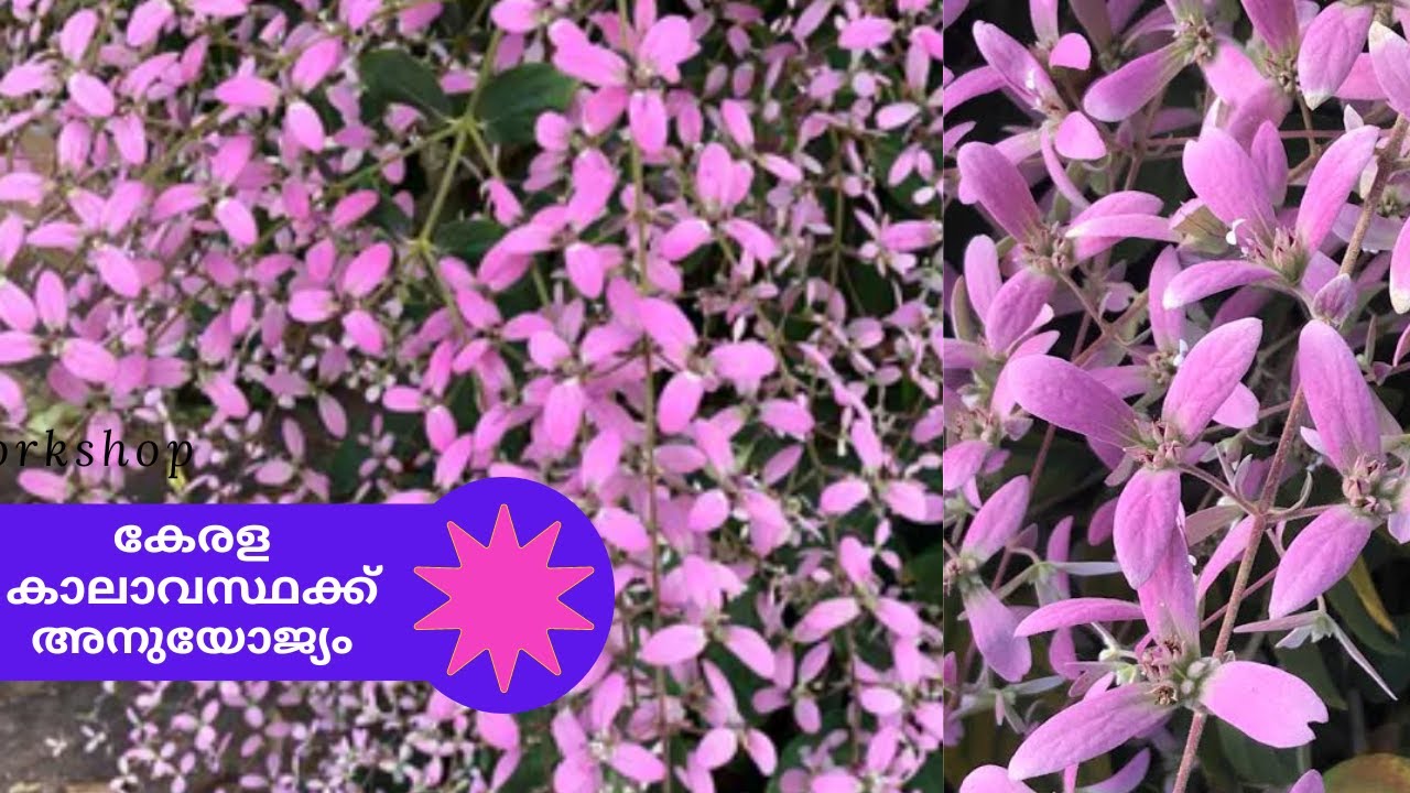 കോൺജിയ പൂക്കൾ , Congea tomentosa  , Pink petrea, Care and propagation, Ideal for Kerala Climate.