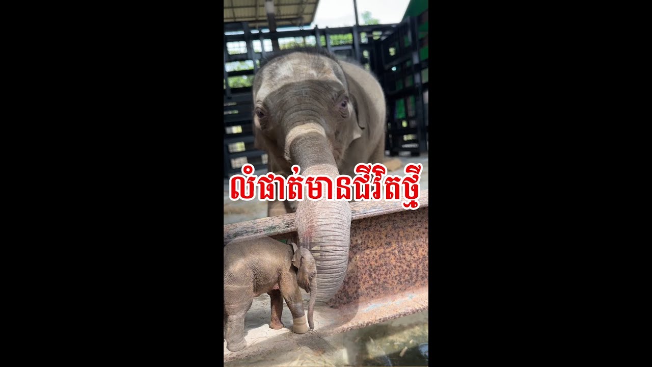 អូនលំផាត់ មានគ្រួសារថ្មីហើយ នៅឡើយតែម្ដាយមិនដឹងយ៉ាងម៉េចហើយទេ
