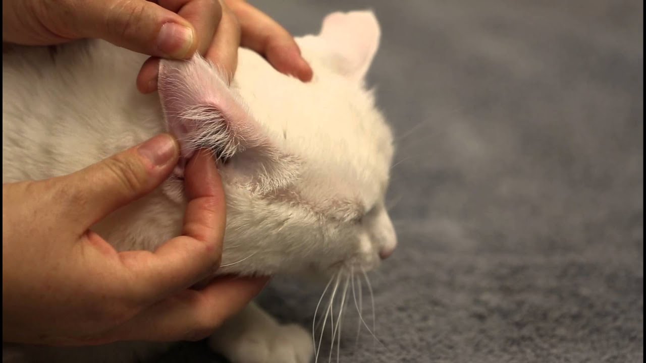 How to apply transdermal gels to your pet.