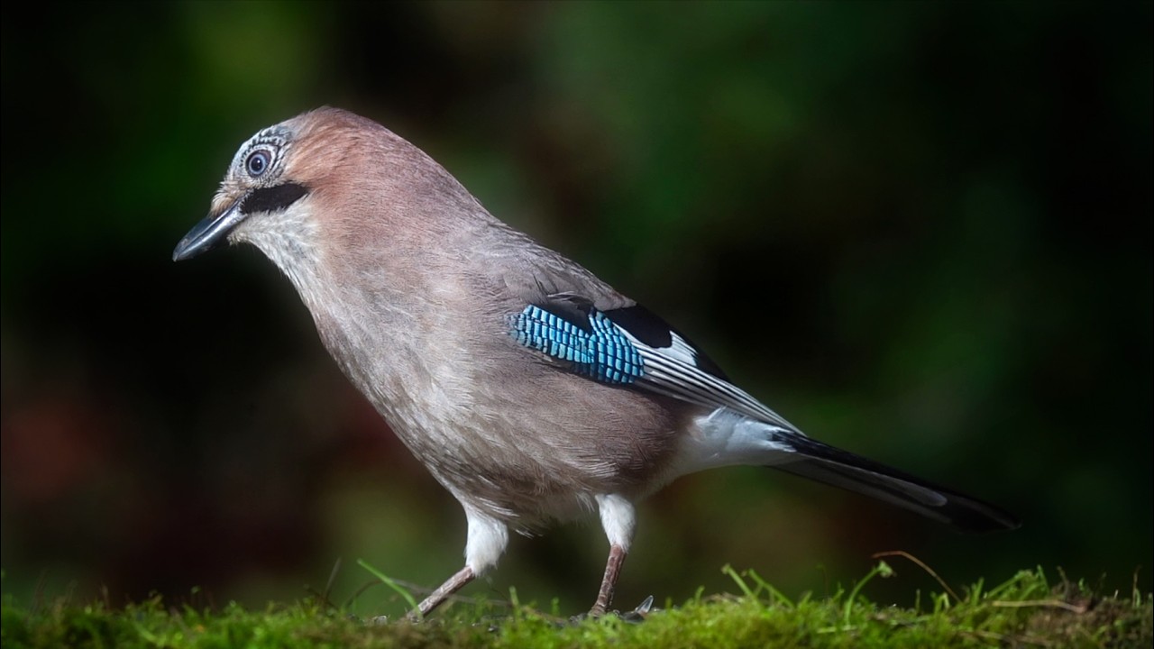 Eurasian jay in Slow Motion 🍒 | Stunning Wildlife Video 🐦