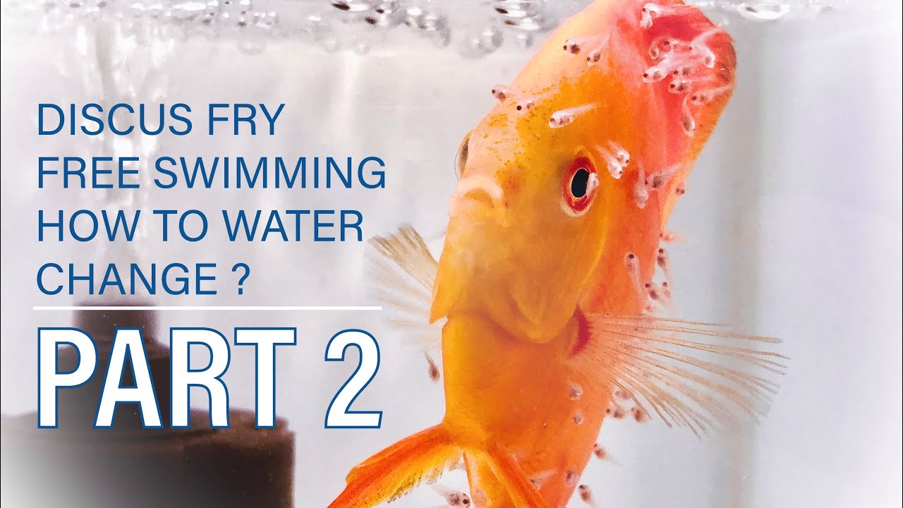 Cara merawat burayak Discus Free Swimming dan Water change