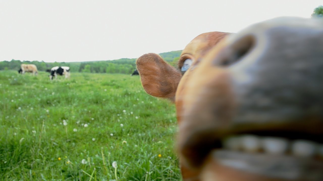 Spring Pasture Release 2014