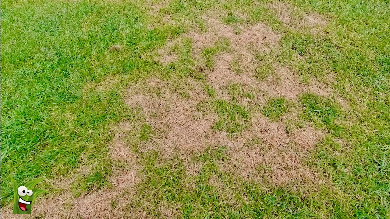 BRAUNE KAHLE TROCKENE STELLEN im RASEN I Ursache Behebung Vermeidung I Die 7 Top Tipps der Community