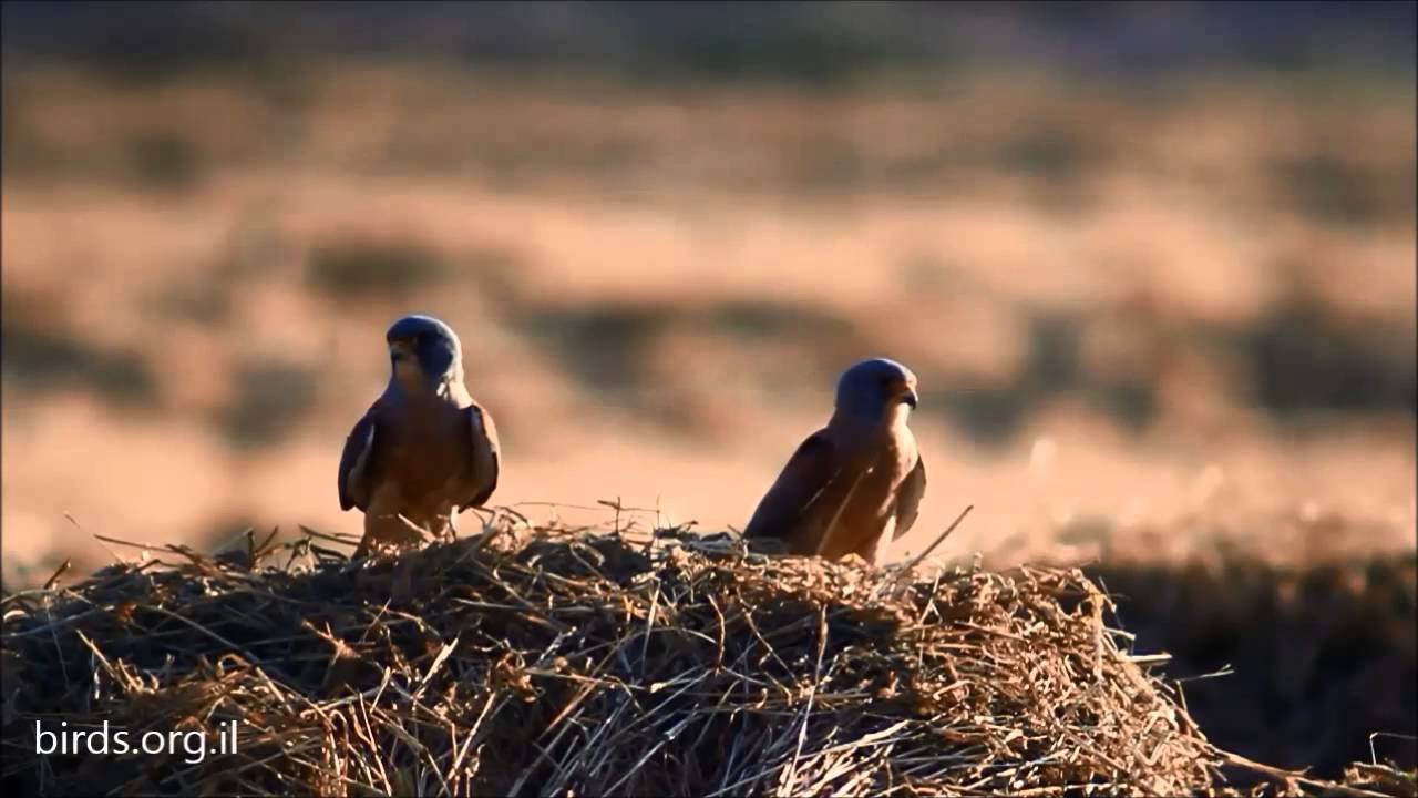 Lesser Kestrel - Falco naumanni - בז אדום