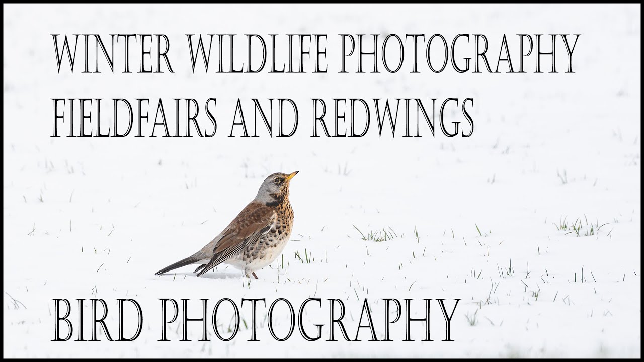 Winter wildlife photography/ Photographing Fieldfares and Redwings