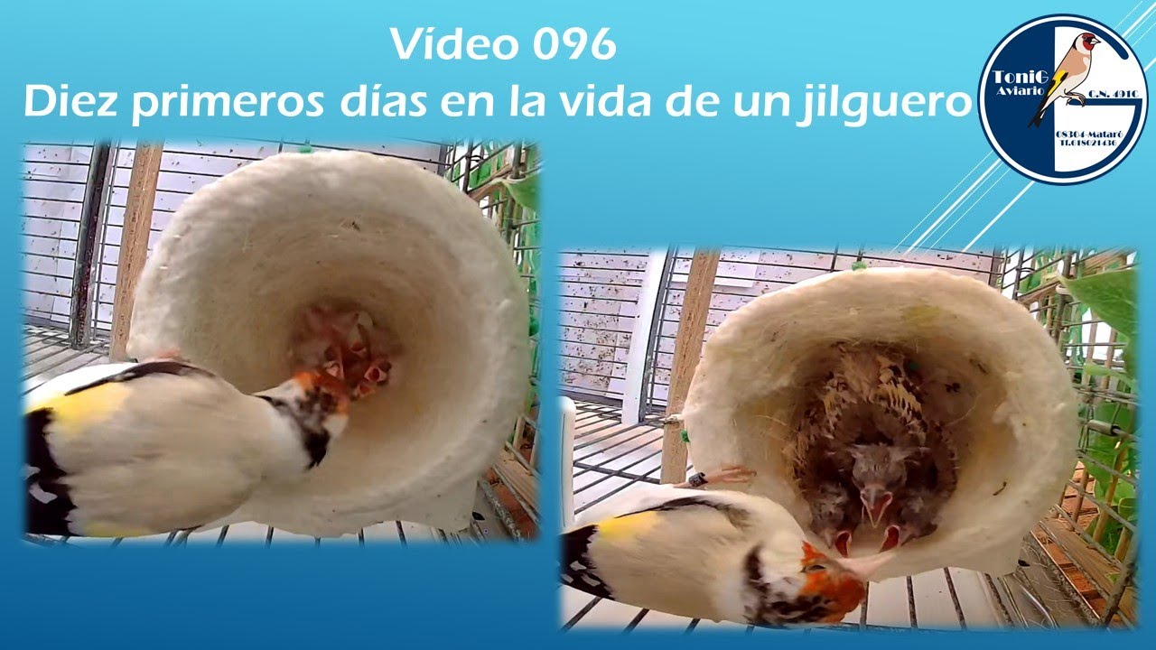096 DIEZ PRIMEROS DÍAS EN LA VIDA DE UN JILGUERO
