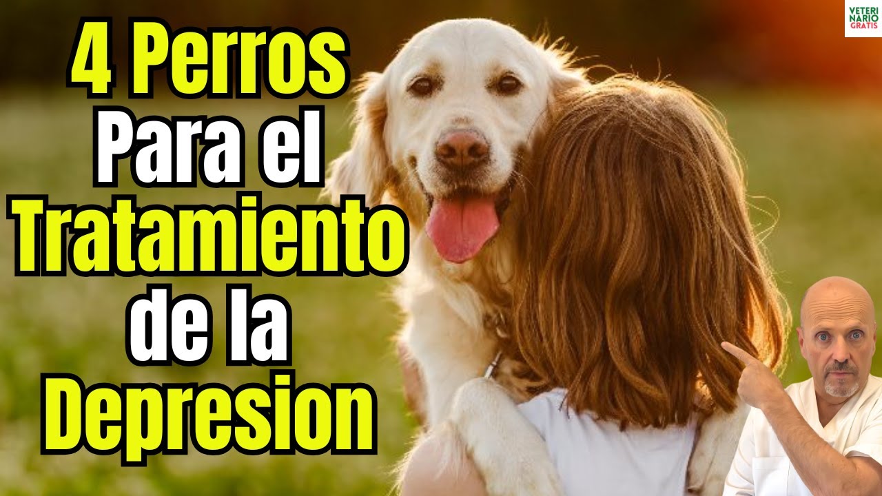 🐕‍🦺💙 4 RAZAS DE PERROS IDEALES PARA EL TRATAMIENTO DE LA DEPRESION EN PERSONAS🐕‍🦺💙